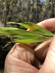 Melaleuca salicina