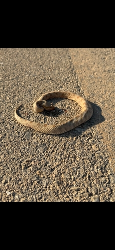 Field's Horned Viper