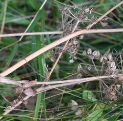 Gingidia montana