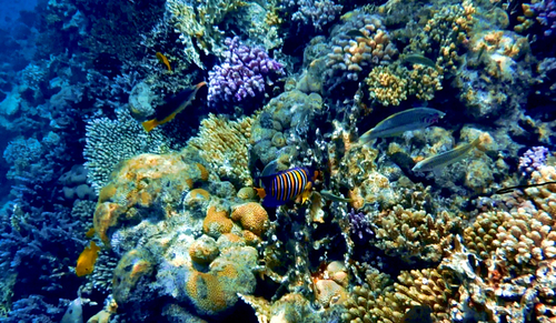Regal Angelfish