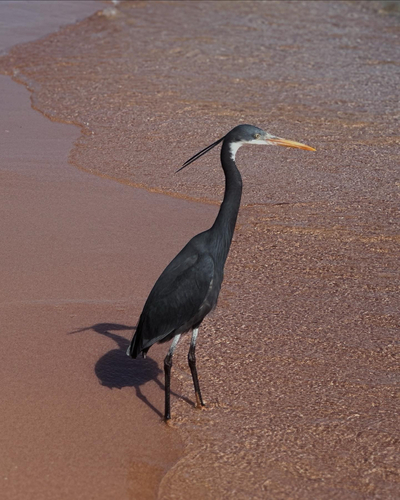 Western Reef Heron