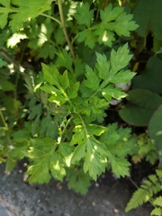 Artemisia princeps