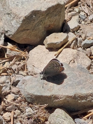 iNaturalist observation photo of Icaricia