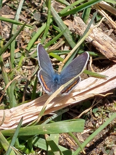 iNaturalist observation photo of Lupine Blue
