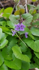 Glechoma hederacea