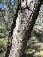 Melaleuca salicina