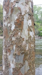 Platanus occidentalis