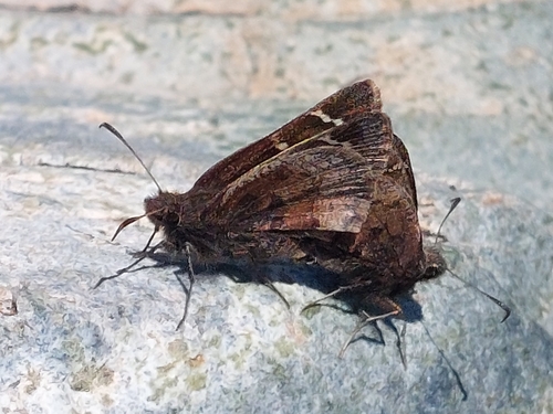 iNaturalist observation photo of Nevada Cloudywing