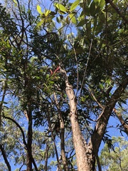 Melaleuca salicina