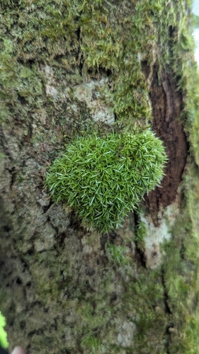 Octoblepharum albidum observed 2026-06-25