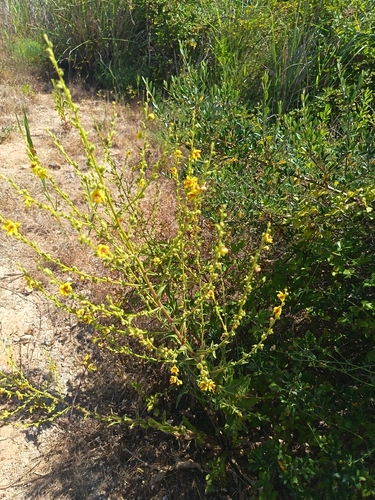 wavyleaf mullein