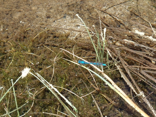 iNaturalist observation photo of Narrow-winged Damselflies