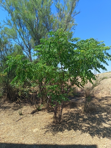Chinaberry