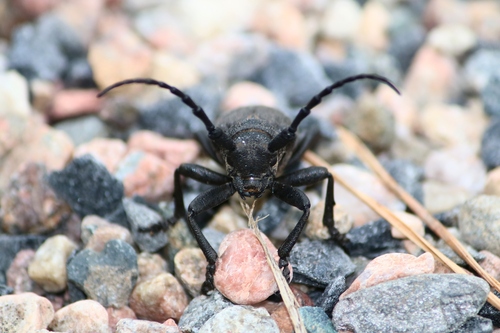 Weaver beetle, Oulu, Suomi, photo 6 of 10
