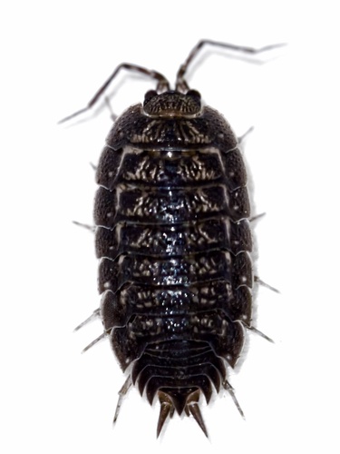 Koreoniscus huaguoshanensis