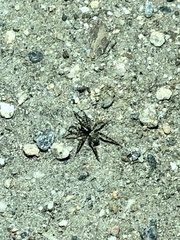 Arachnida