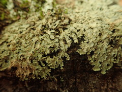 Pannaria minutiphylla