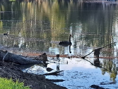 Black Swan