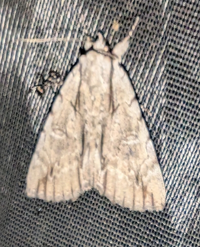 Clinton's Underwing photo 4