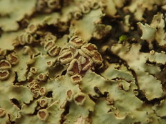Pannaria minutiphylla