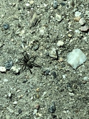 Arachnida