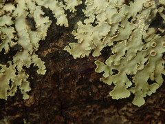 Pannaria minutiphylla