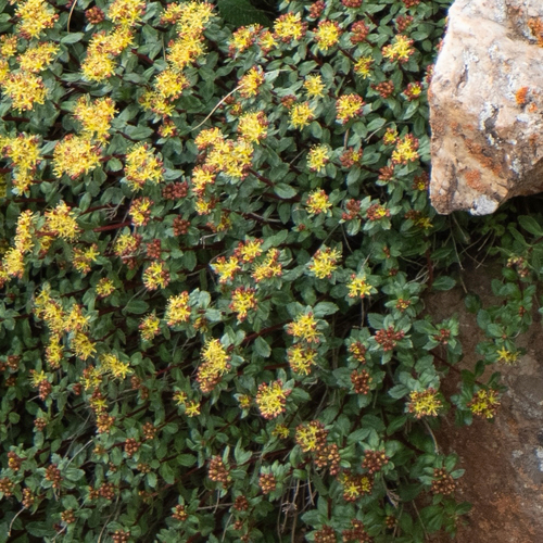 Rhodiola subopposita