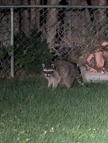 Common Raccoon