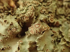 Pannaria minutiphylla