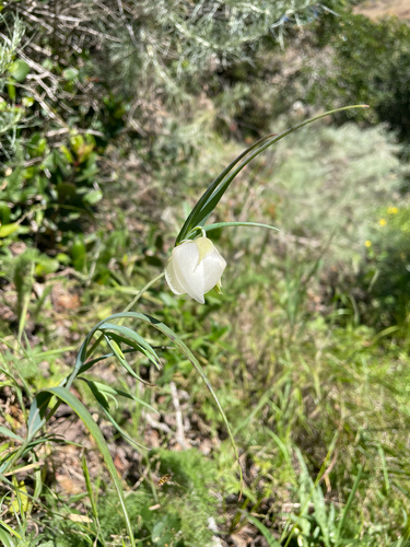 Calochortus albus, photograph 5