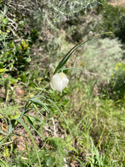 Calochortus albus, photograph (c) mel letterman, some rights reserved (CC BY)