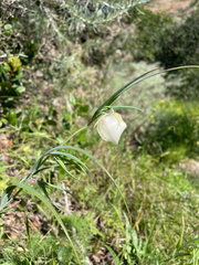 Calochortus albus, photograph (c) mel letterman, some rights reserved (CC BY)
