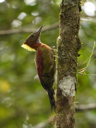 Checker-throated Woodpecker (Chrysophlegma mentale), photo 3