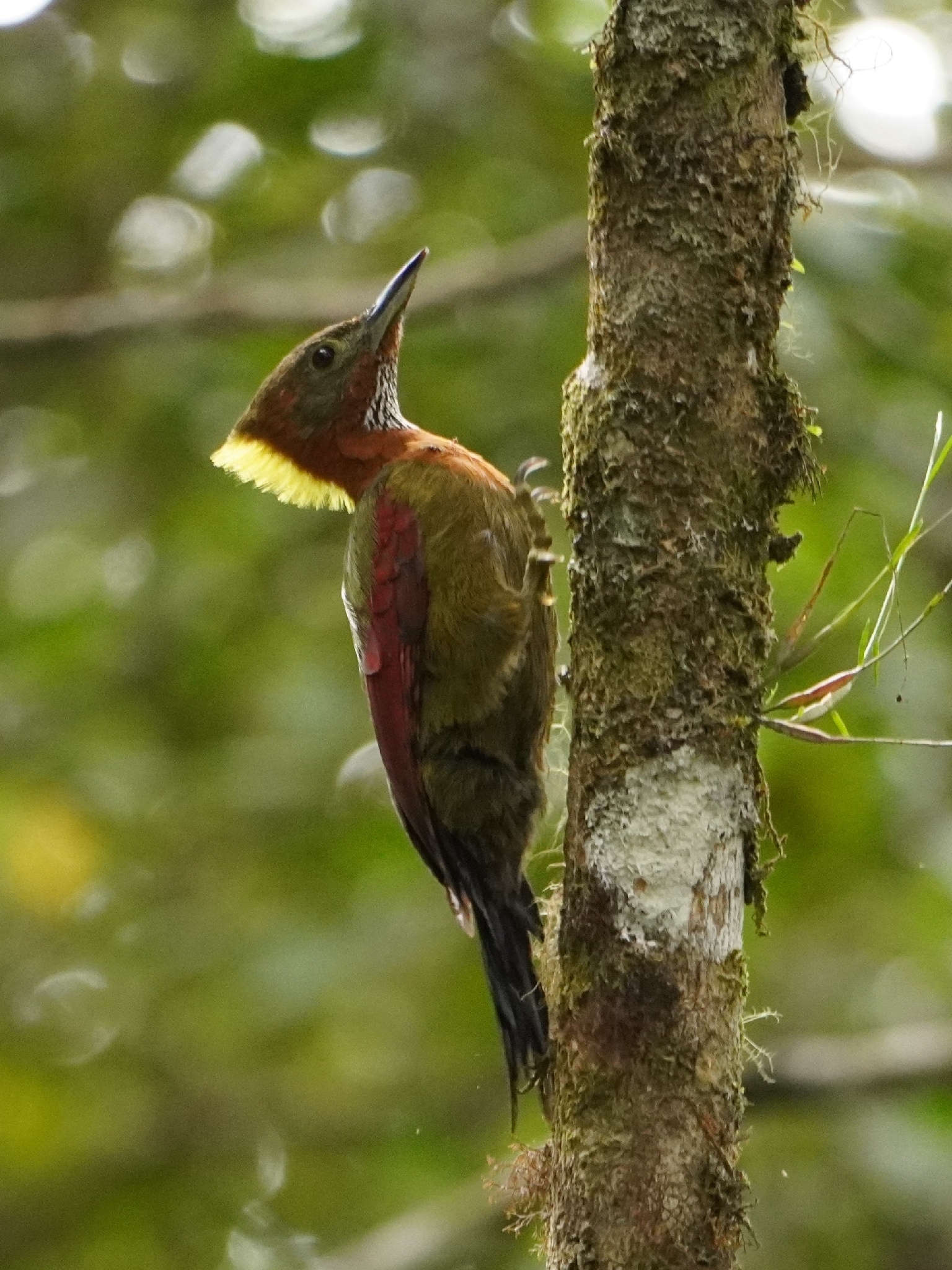 Checker-throated Woodpecker (Chrysophlegma mentale), photo 3