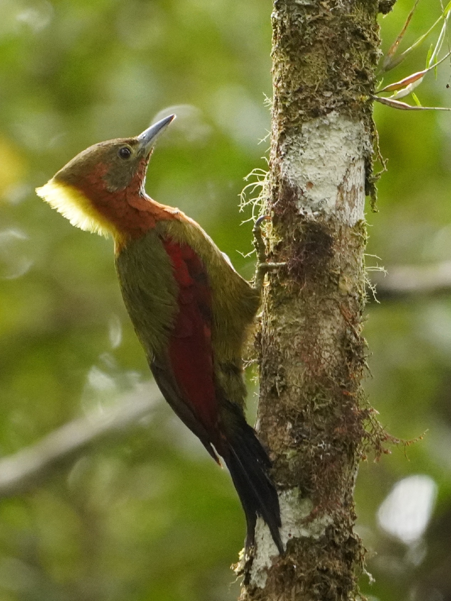 Checker-throated Woodpecker (Chrysophlegma mentale), photo 4