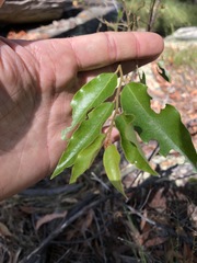 Petalostigma triloculare