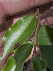 Petalostigma triloculare