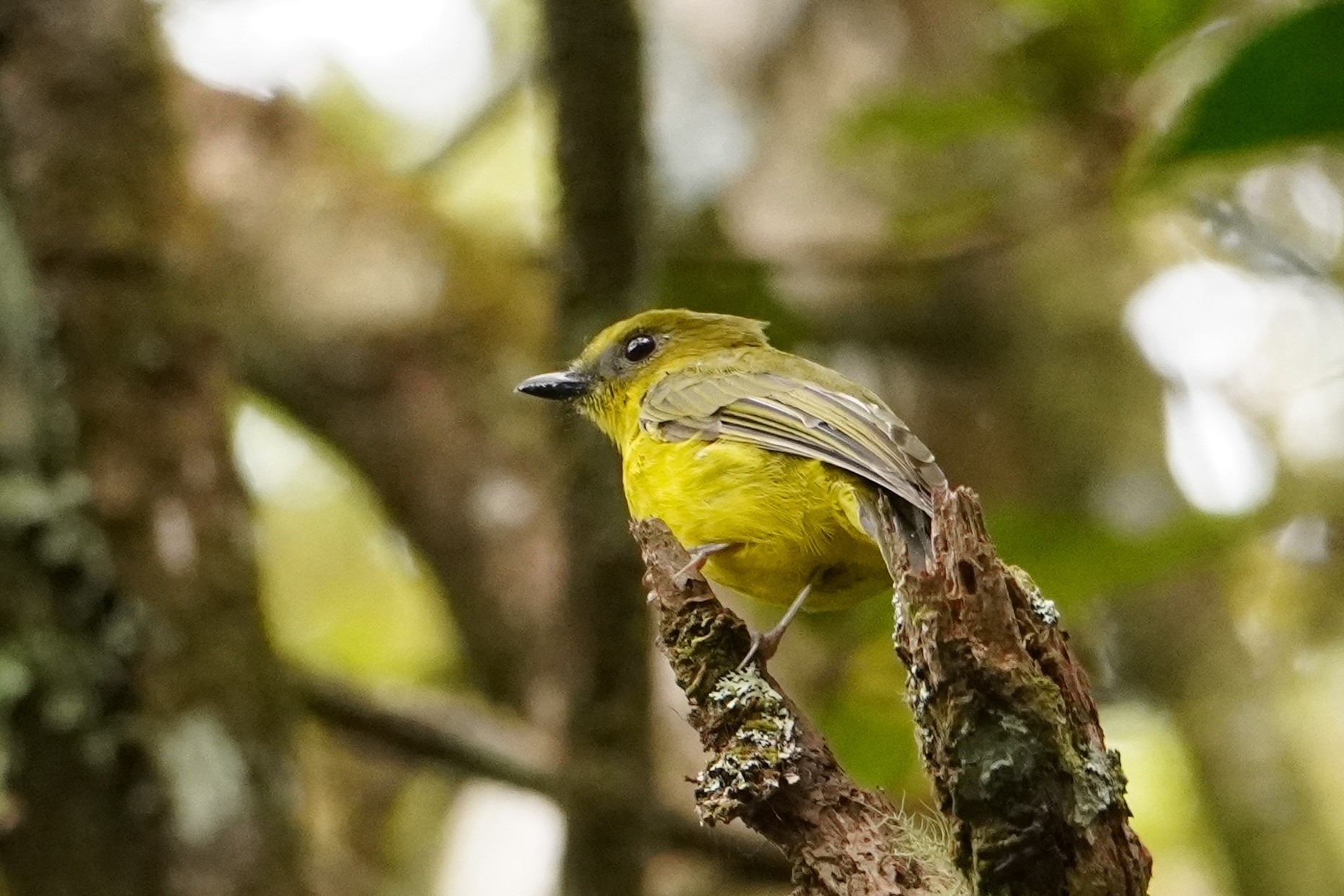 Bornean Whistler (Pachycephala hypoxantha), photo 1
