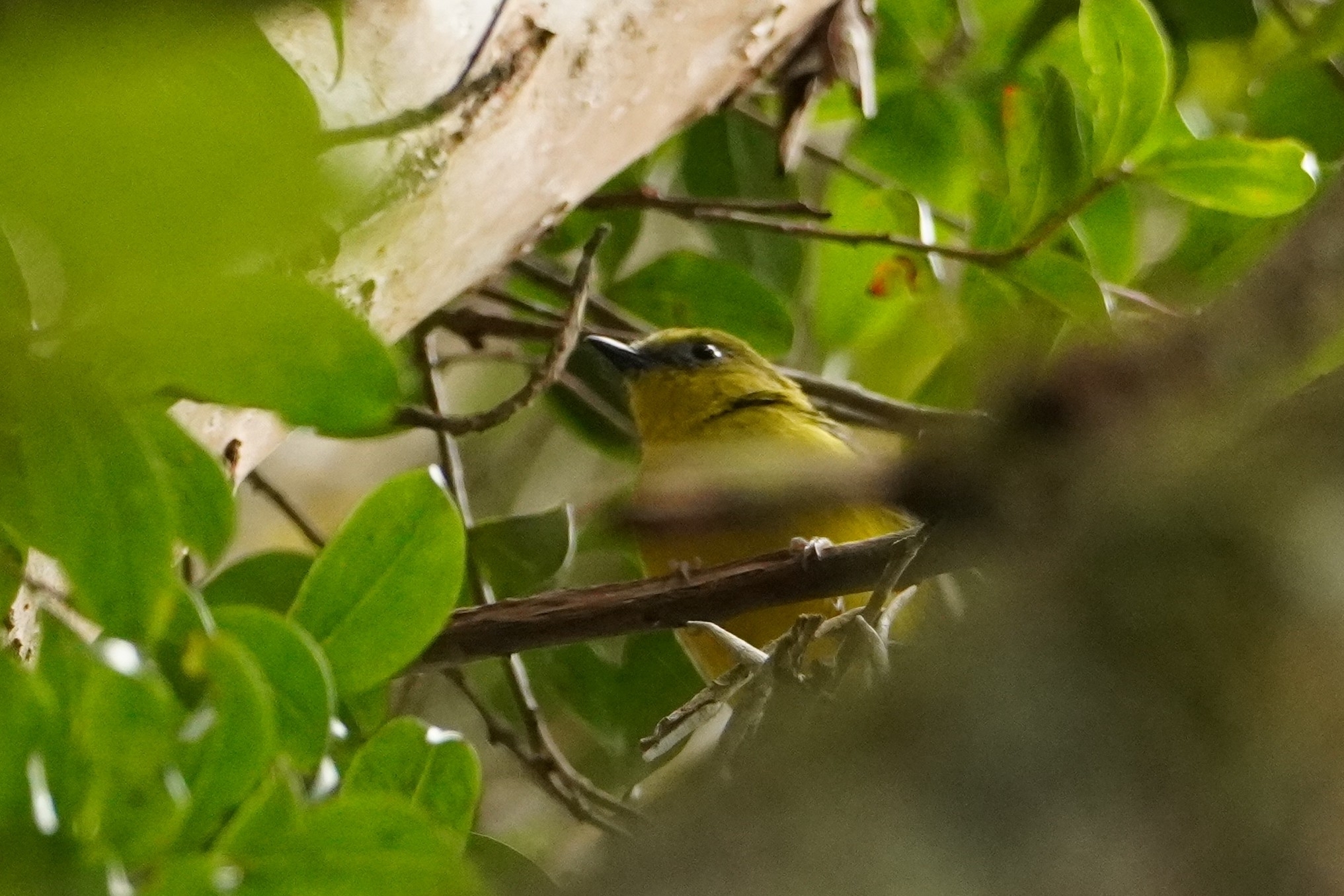 Bornean Whistler (Pachycephala hypoxantha), photo 2