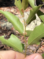 Petalostigma triloculare