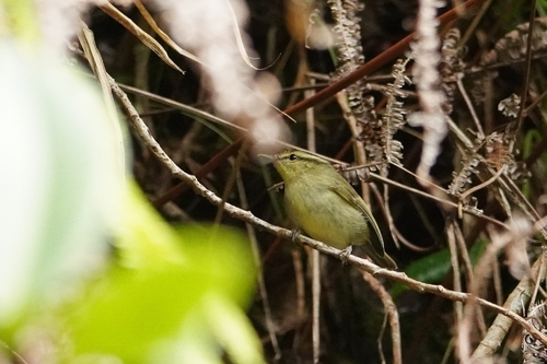 Mountain Leaf Warbler (Phylloscopus trivirgatus), photo 5