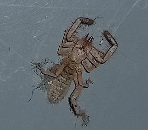 Iberian Solifugid