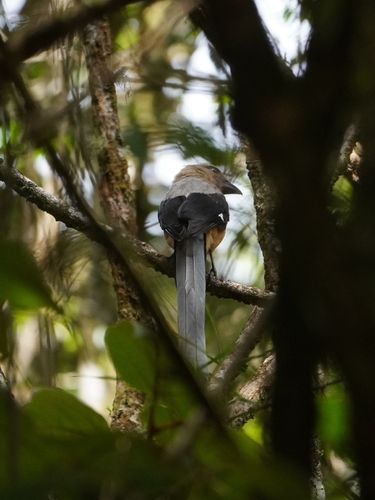 Bornean Treepie (Dendrocitta cinerascens), photo 3