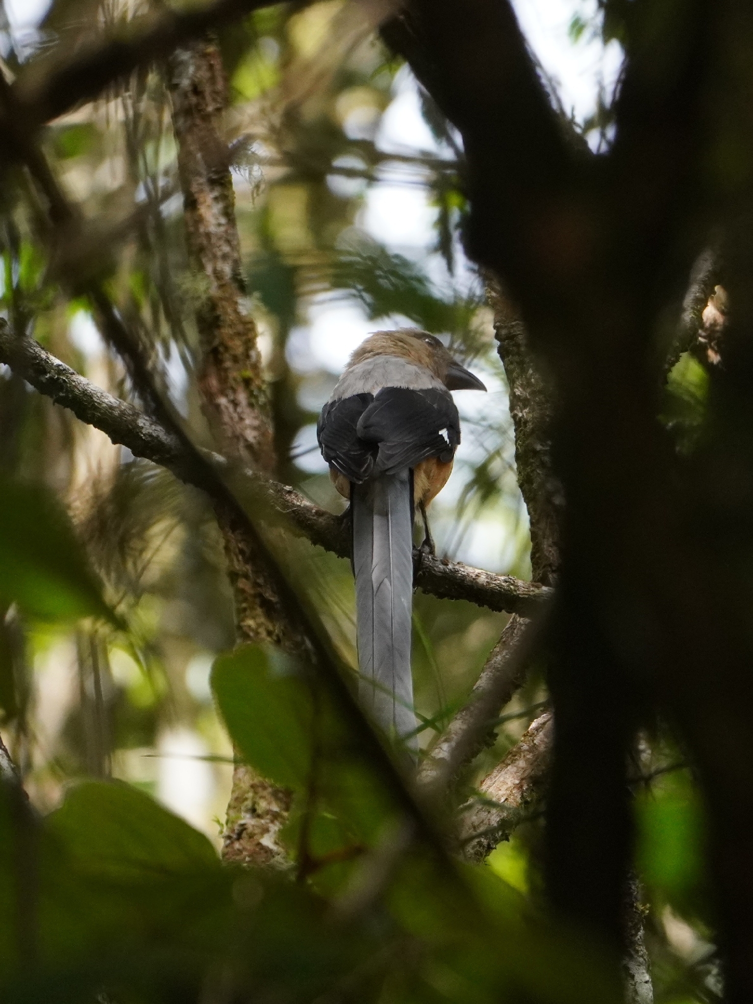 Bornean Treepie (Dendrocitta cinerascens), photo 3