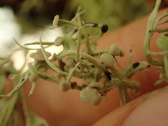 Ramalina geniculata