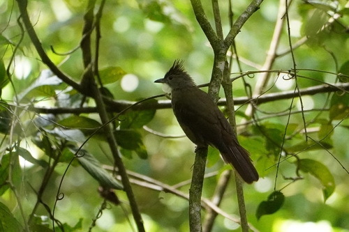Ochraceous Bulbul (Alophoixus ochraceus), photo 4