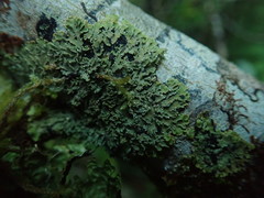 Pannaria minutiphylla