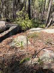 Petalostigma triloculare