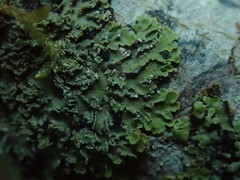 Pannaria minutiphylla