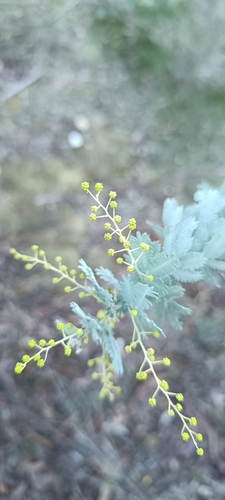 Cootamundra wattle